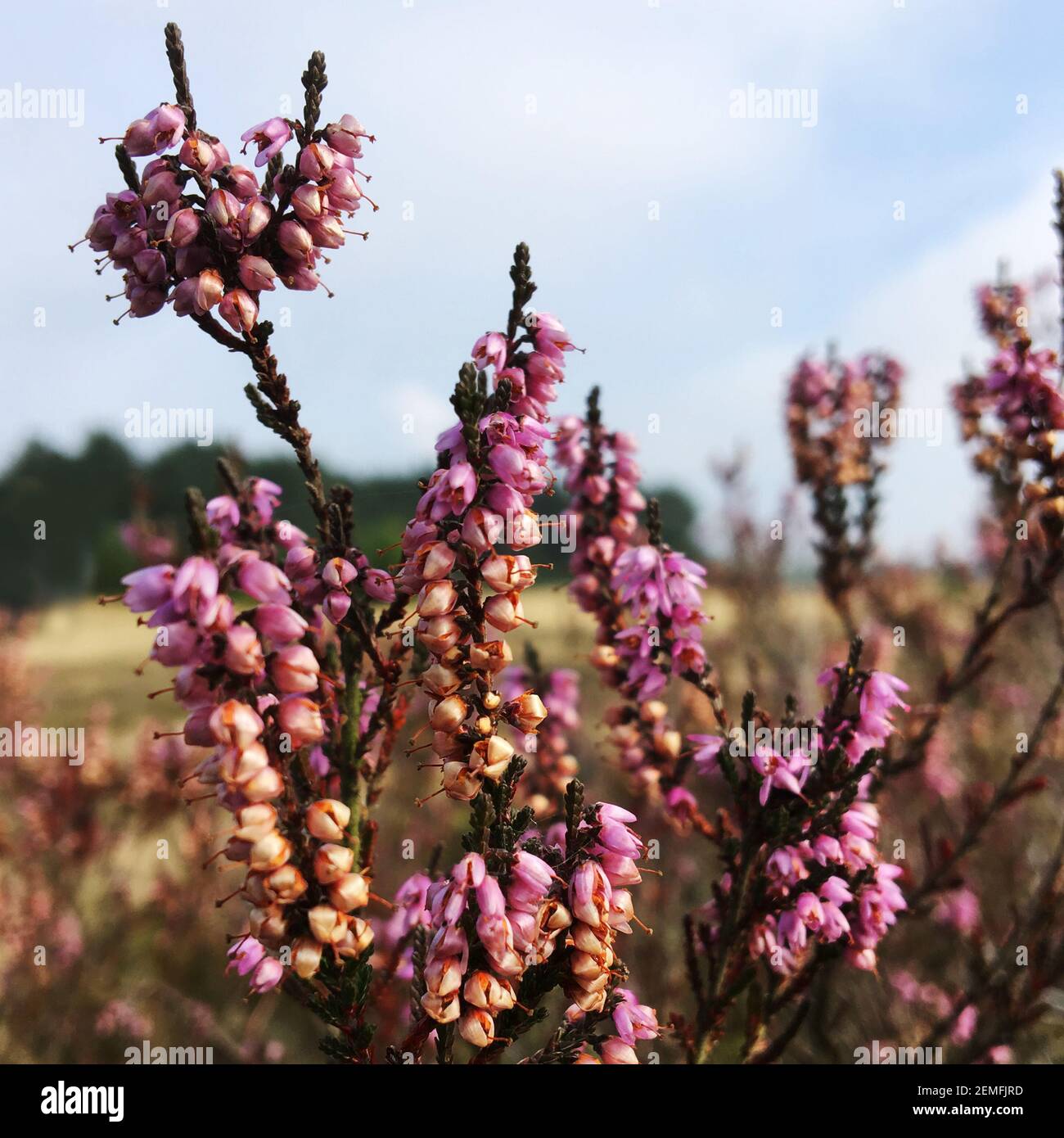 Blooming purple heather. Close up Stock Photo