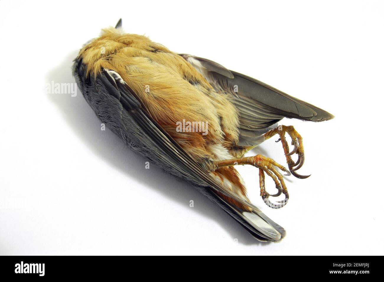 Shot dead bird (nuthatch) body on white background; isolated color photo. Stock Photo