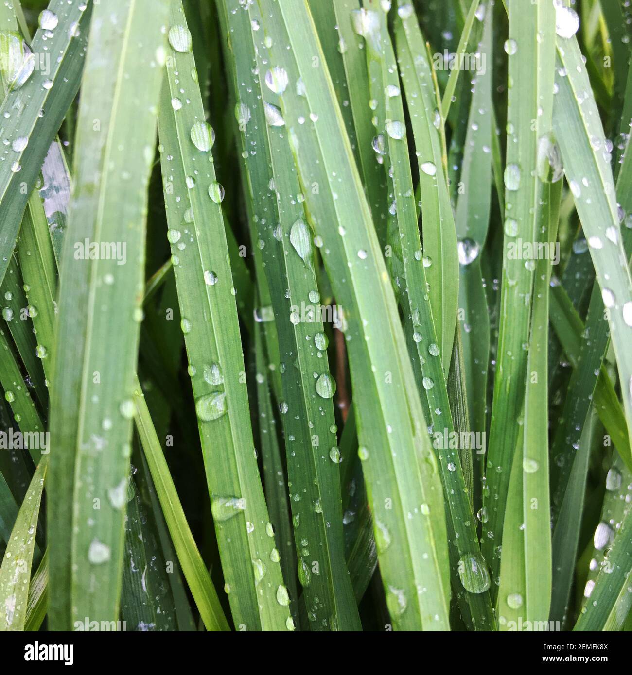 Wet wild grass leafs. Close up so you see only leafs Stock Photo