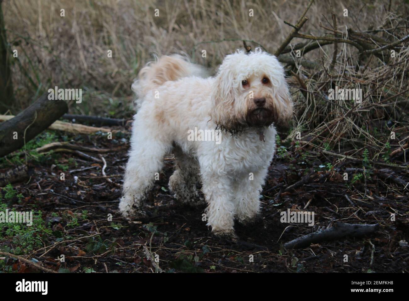 Dog outdoor in landscape, Man's best friend cute terrier small English breed pet muddy golden hair coat standing alert stood in muddy wood land Stock Photo