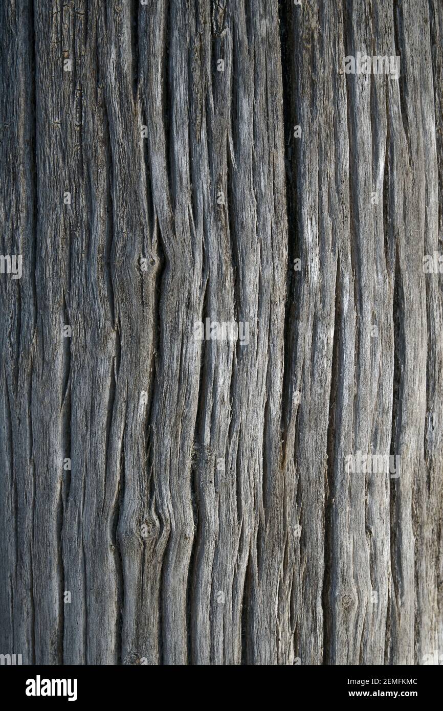 Texture of an old, dried-up tree trunk with vertical patterned background; color photo. Stock Photo