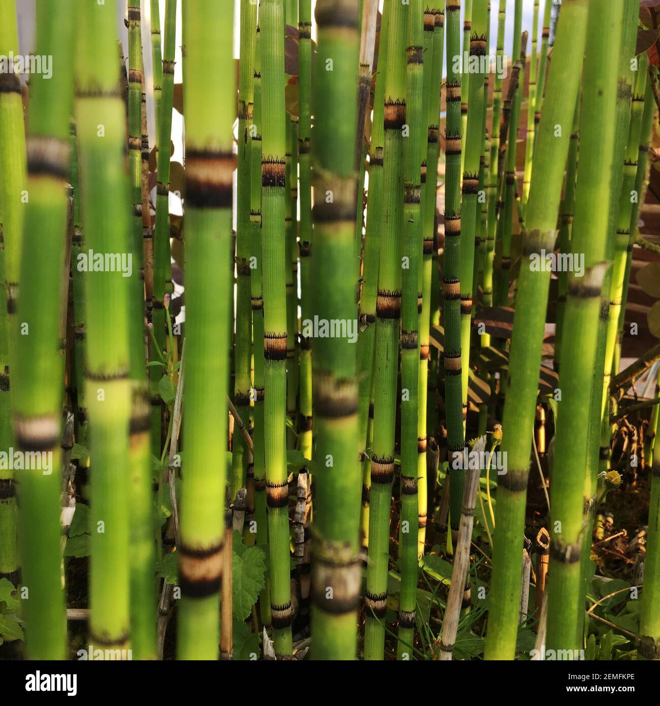 Bone Grass Sambau Type Plant That Stock Photo 2316250677