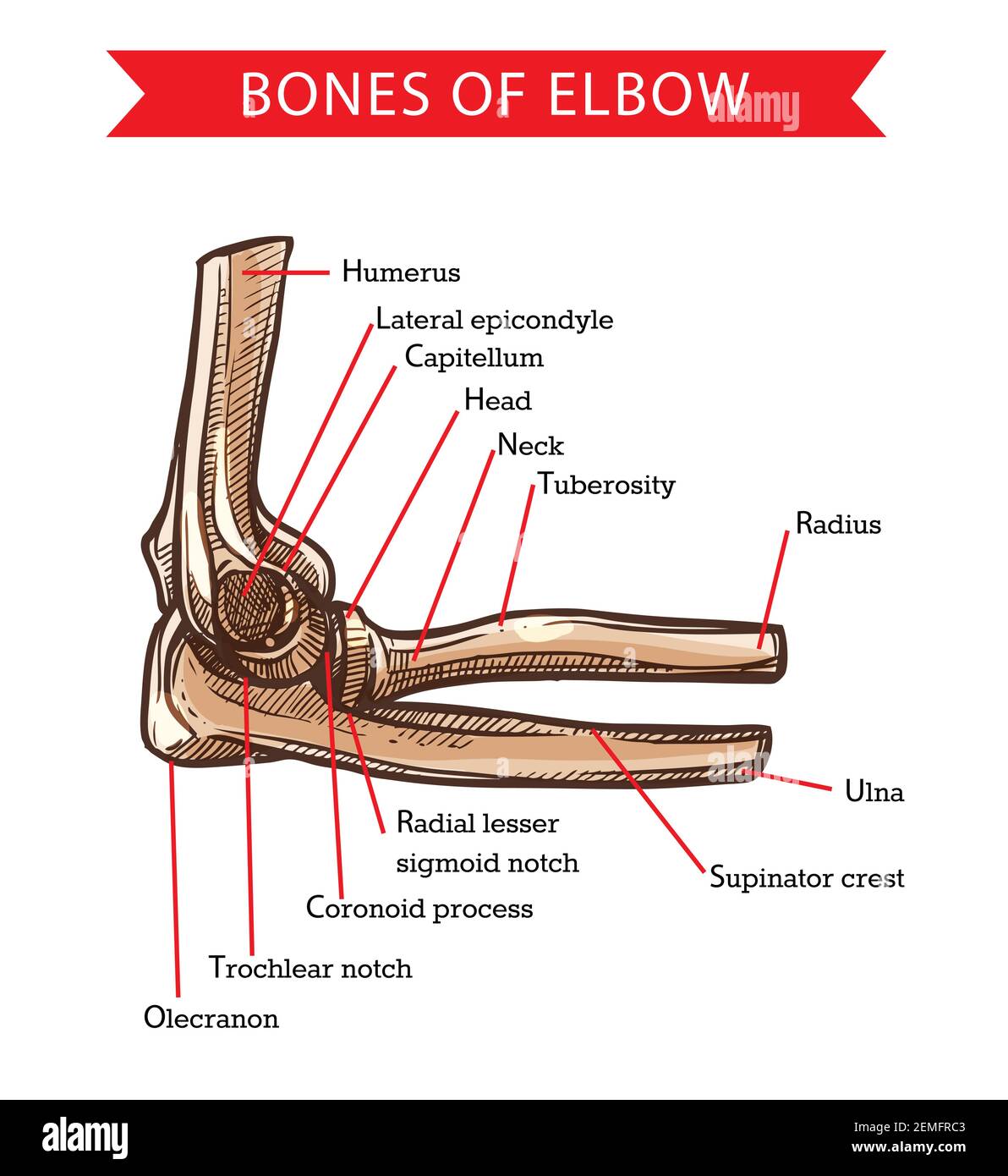 Bones of elbow, human anatomy vector sketch. Medicine and health care design with arm skeleton bones of humerus, radius and ulna, capitulum, head, nec Stock Vector