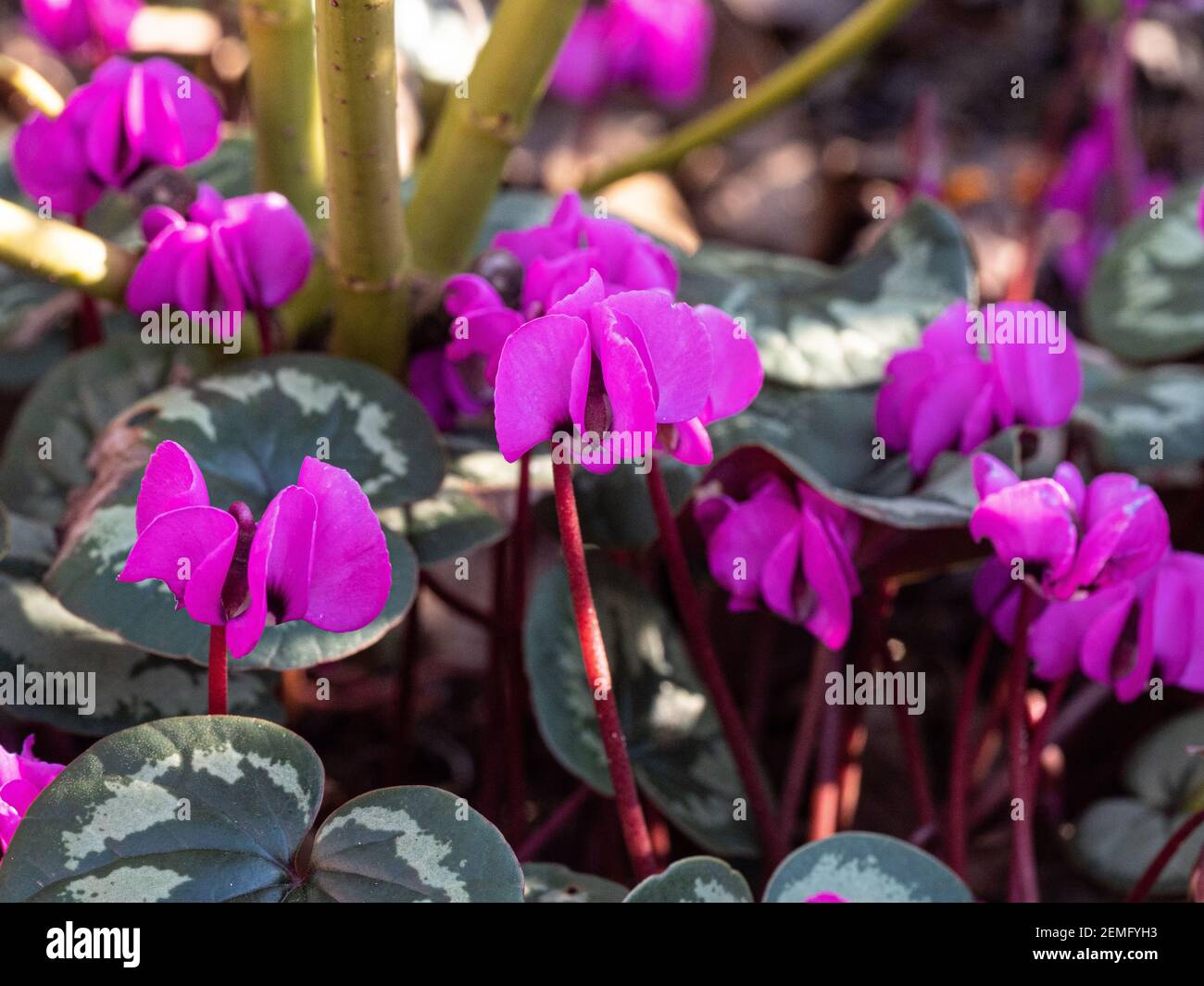 A close up of the deep pinks flowers and well marked leaves of Cyclamen coum Stock Photo