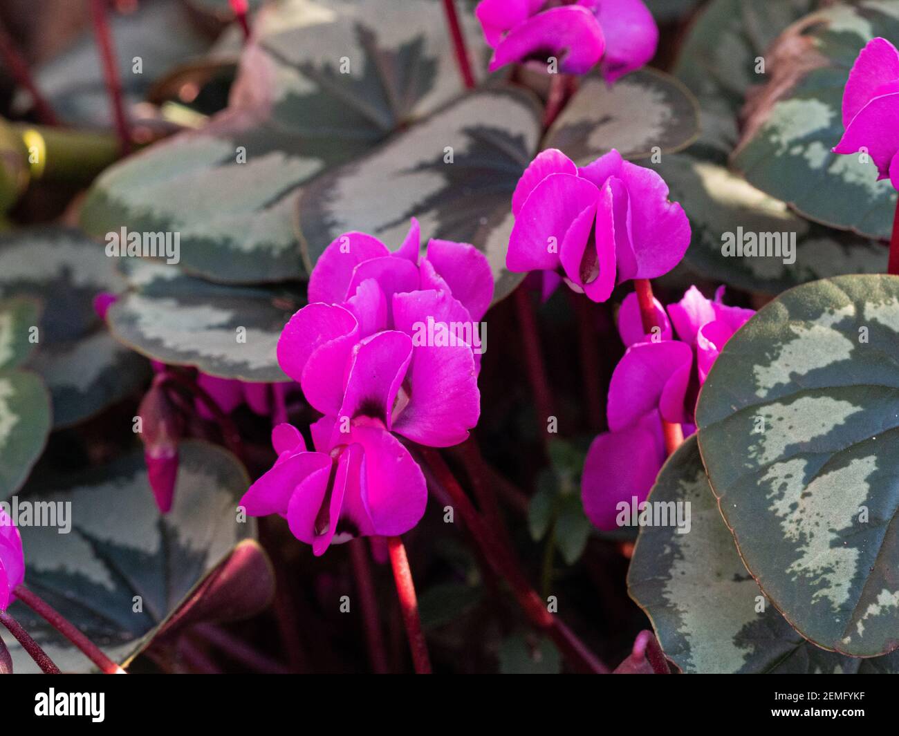 A close up of the deep pinks flowers and well marked leaves of Cyclamen coum Stock Photo