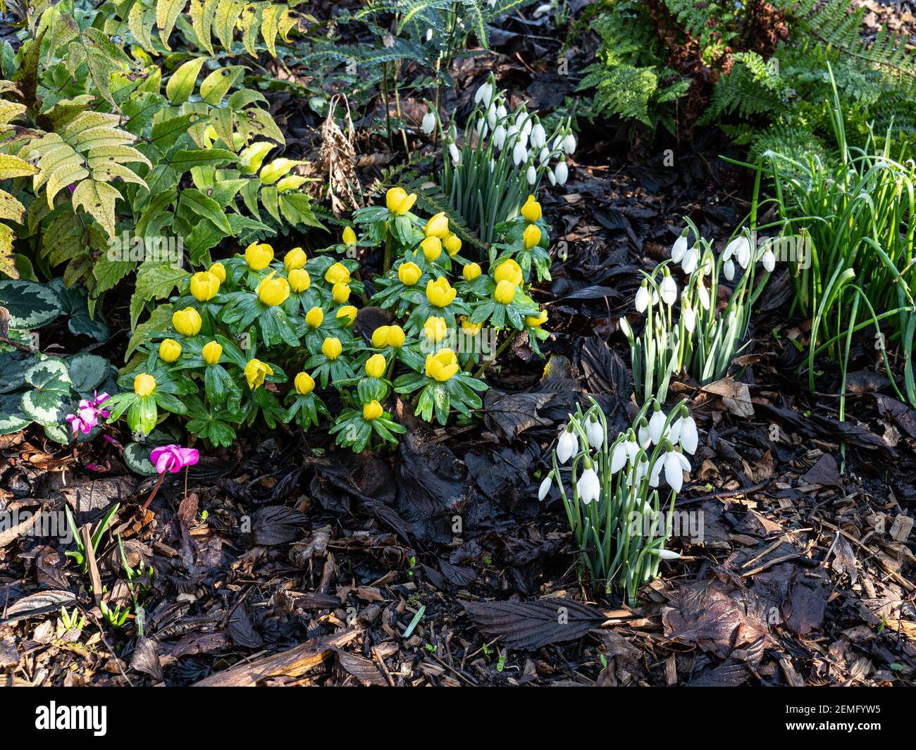 An early spring border with snowdrops, cyclamen aconites in flowering groups Stock Photo