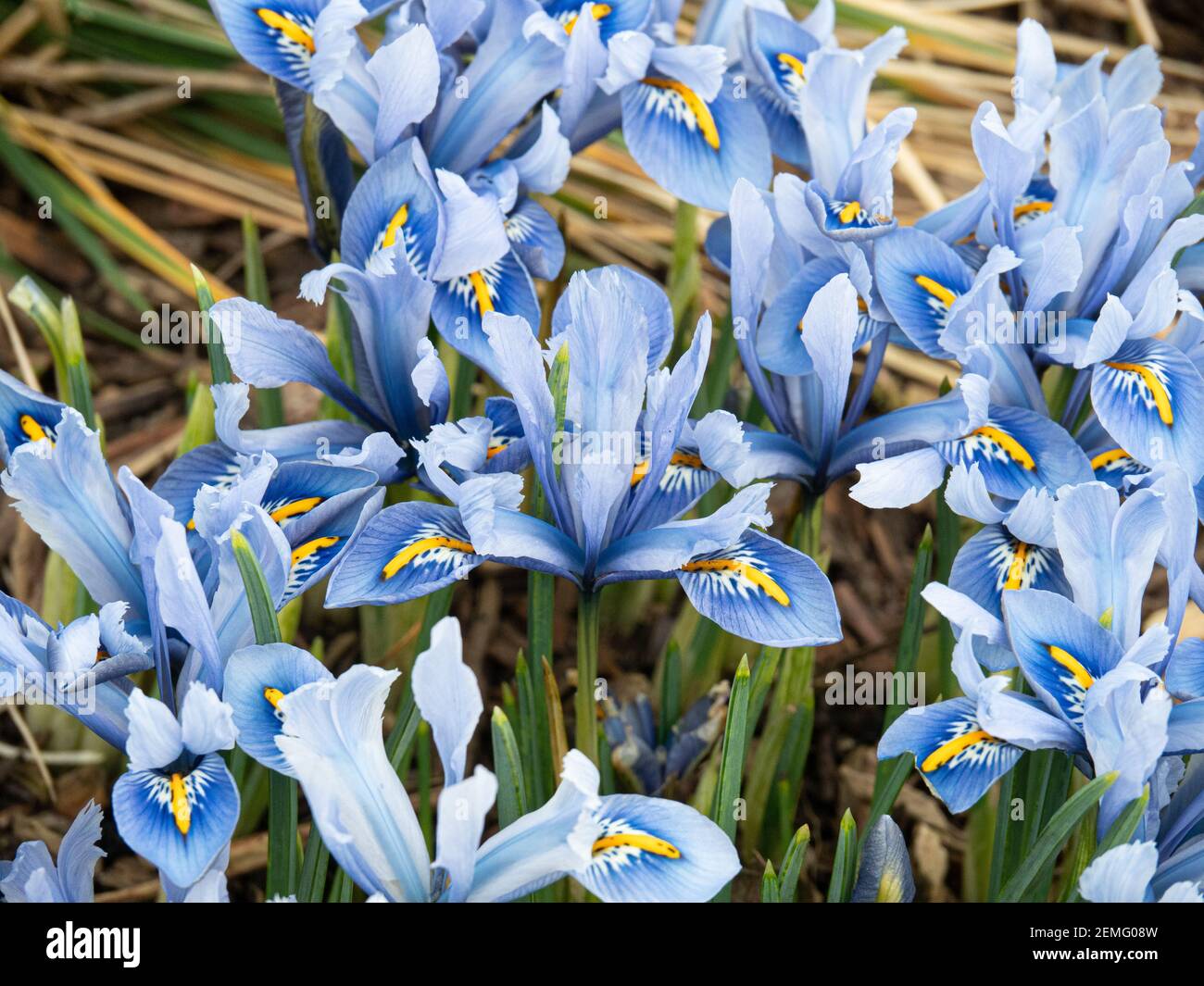 A flowering patch of the dwarf Iris reticulata Alida with characteristic light blue flowers Stock Photo