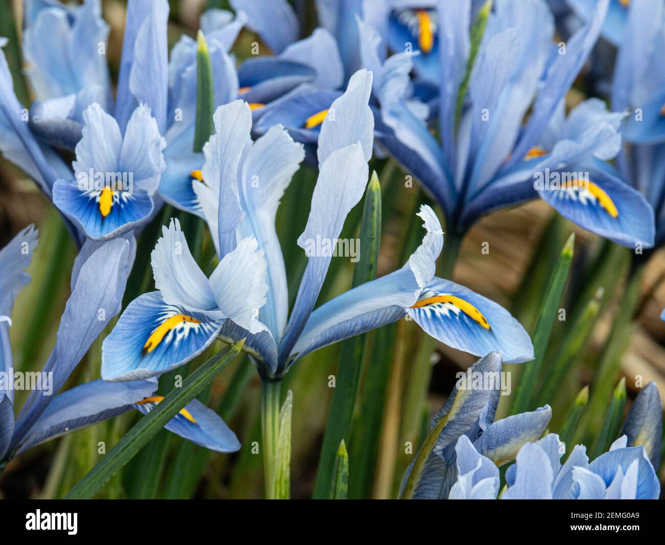 A flowering patch of the dwarf Iris reticulata Alida with