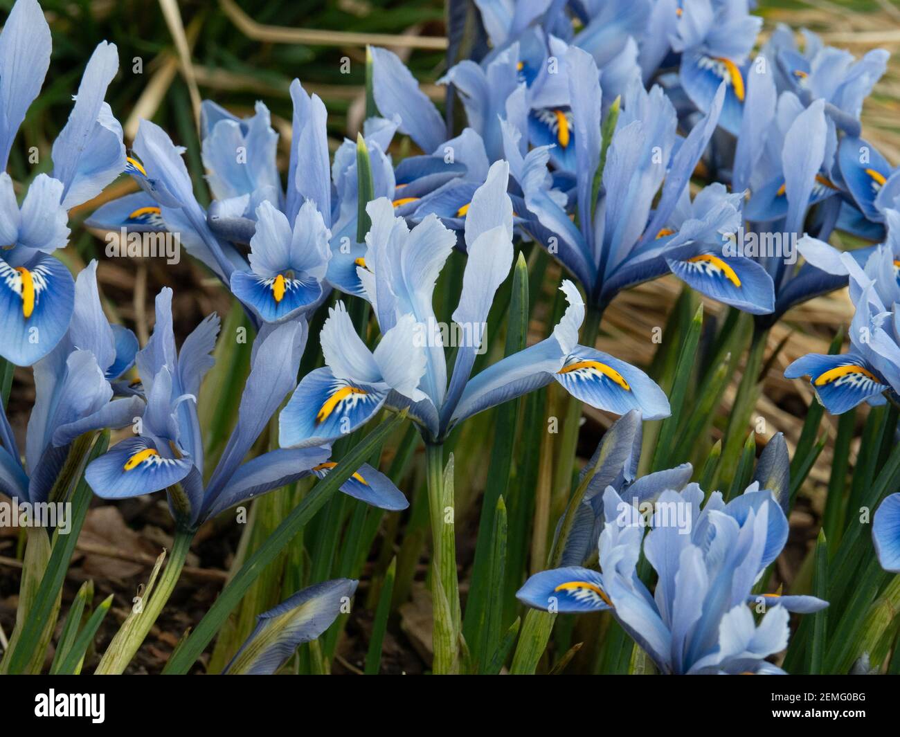 A flowering patch of the dwarf Iris reticulata Alida with characteristic light blue flowers Stock Photo