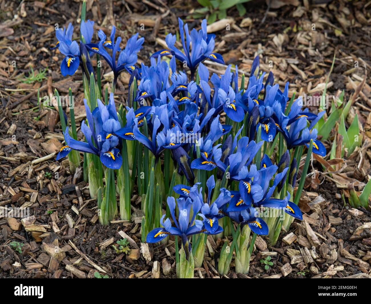 A flowering patch of the dwarf Iris reticulata Harmony with characteristic blue flowers Stock Photo