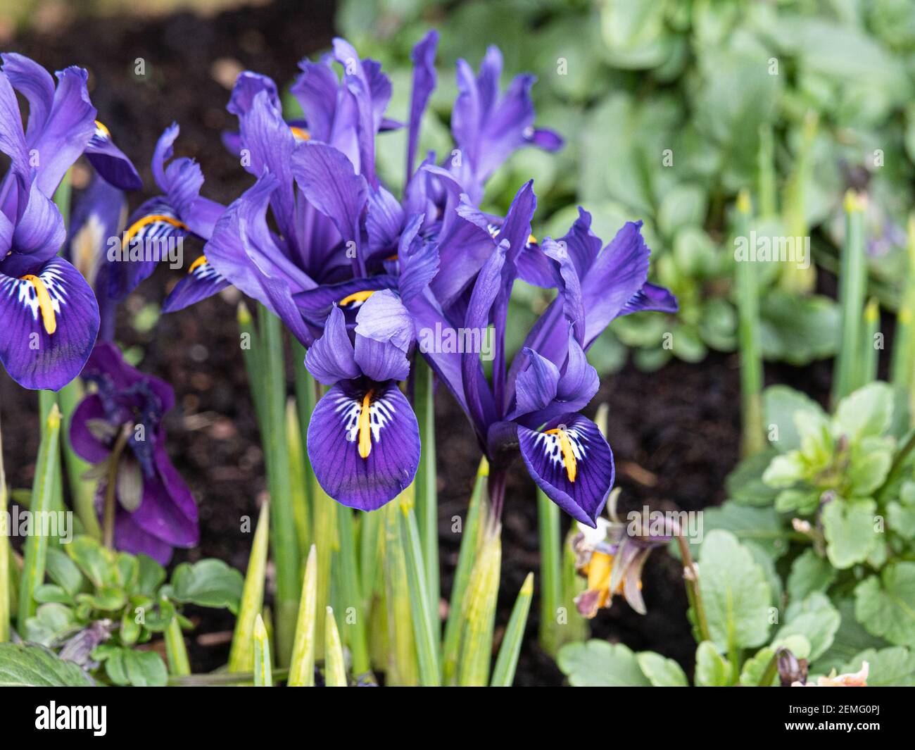 A flowering patch of the dwarf Iris reticulata Pixie with charecteristic blue flowers Stock Photo