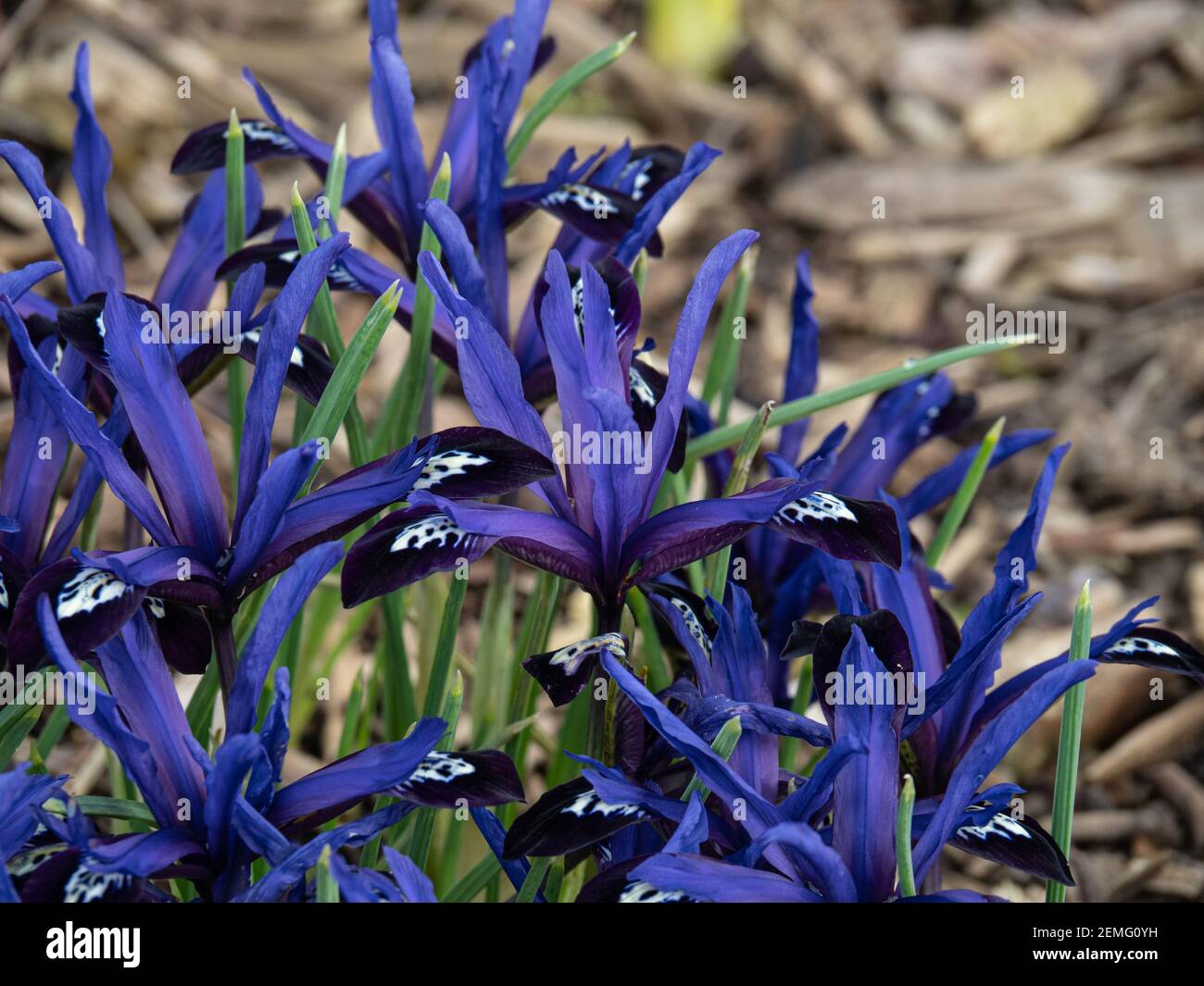 A flowering patch of the dwarf Iris reticulata with charecteristic deep blue flowers Stock Photo