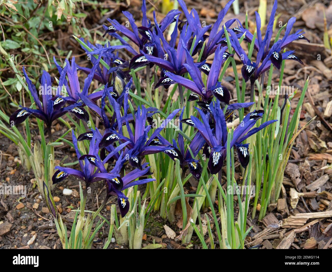 A flowering patch of the dwarf Iris reticulata with charecteristic deep blue flowers Stock Photo