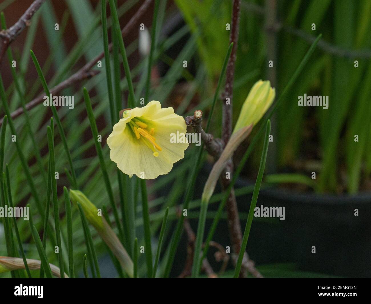 A close up of a single pale yellow flower of the dwarf daffodil Narcissus bulbocodium Artic Bells Stock Photo
