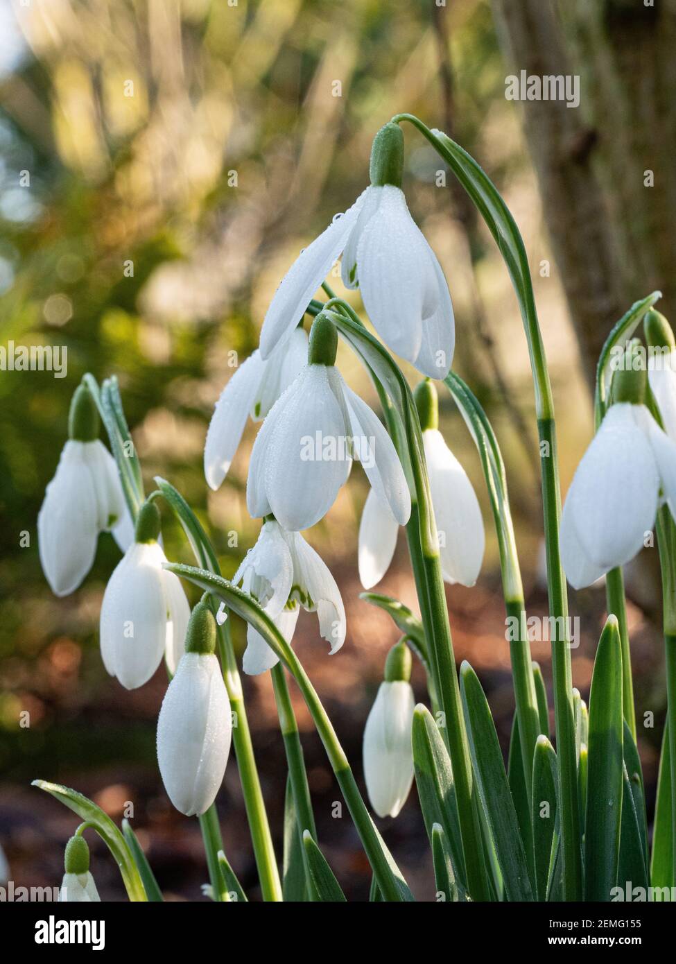 A close up of a small group of single snowdrop - Galanthus nivalis flowers Stock Photo