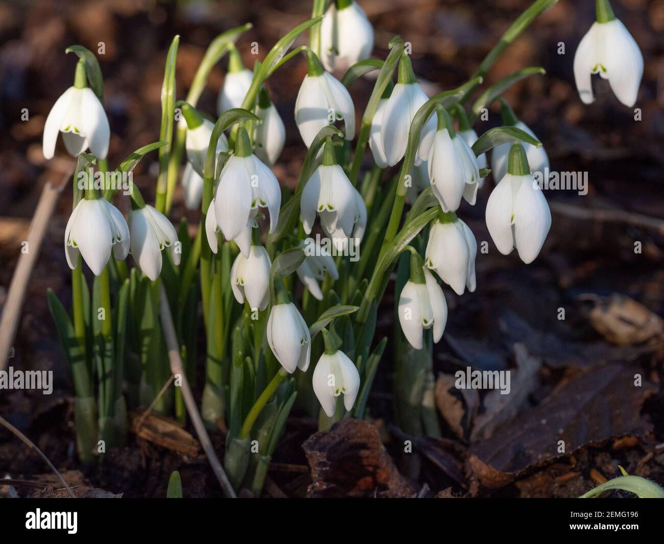A single clump of snowdrop flowers and foliage in woodland Stock Photo
