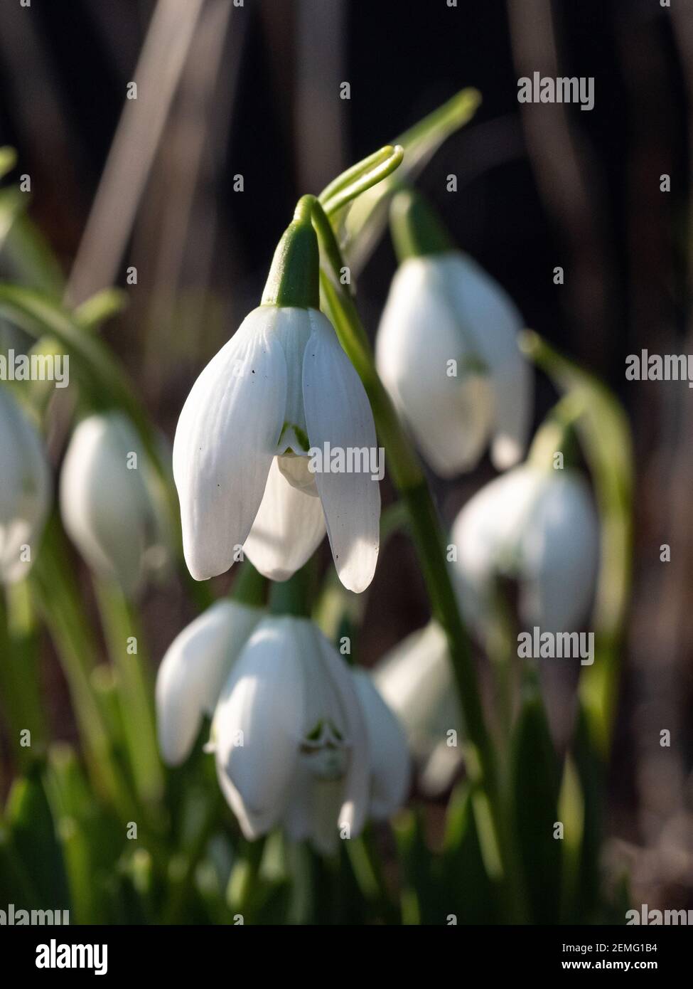 A close up of a small group of single snowdrop - Galanthus nivalis flowers Stock Photo