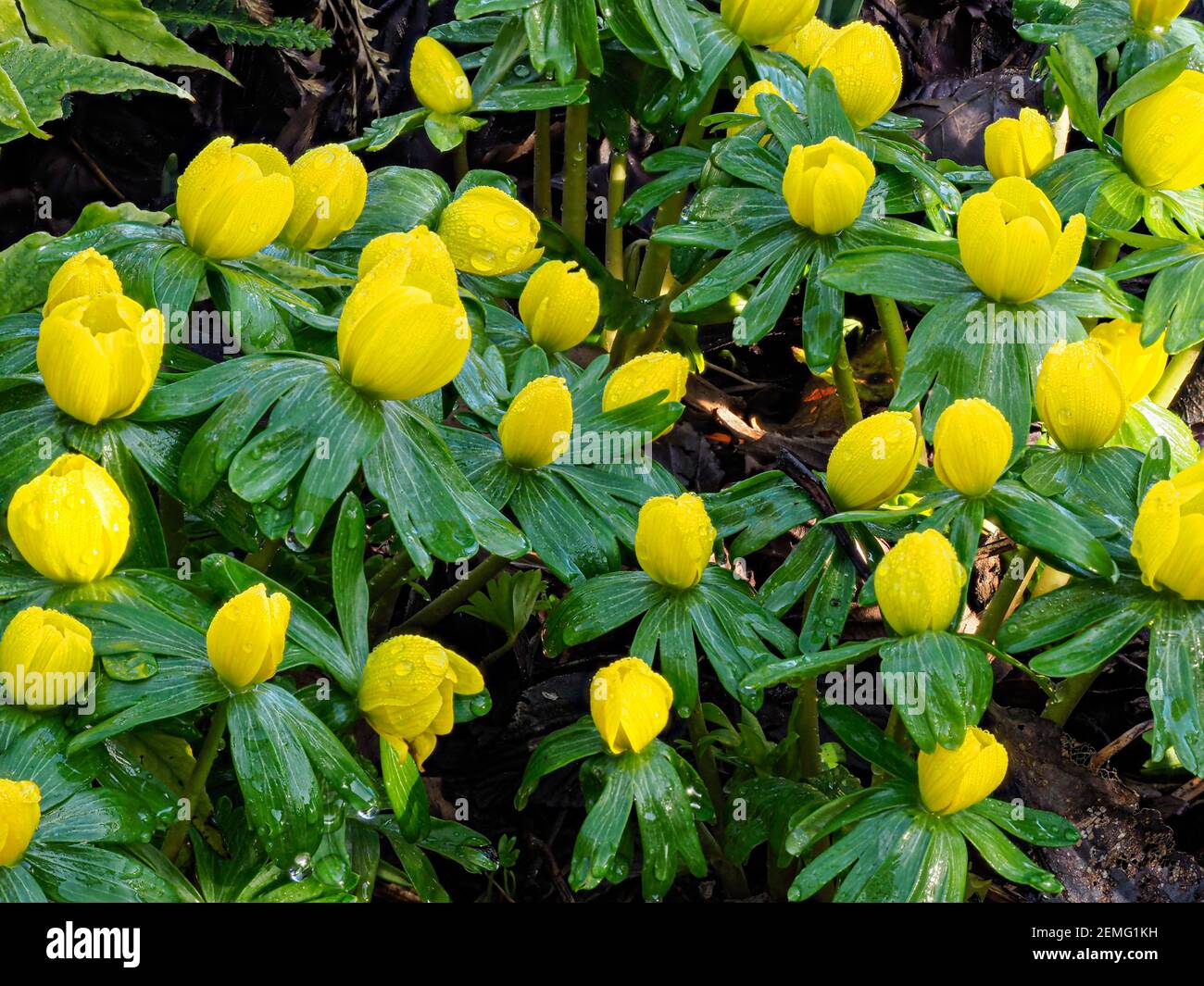 A a patch of the winter aconite - Eranthus hyemalis with its bright yellow flowers Stock Photo