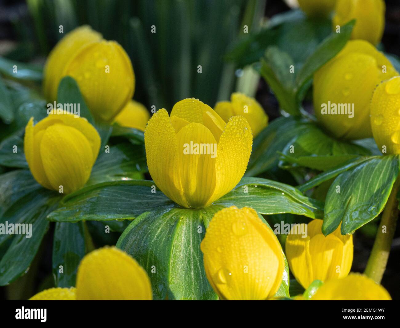 A close up of the yellow cup like flowers of the winter aconite -Eranthus hyemalis with droplets of dew Stock Photo