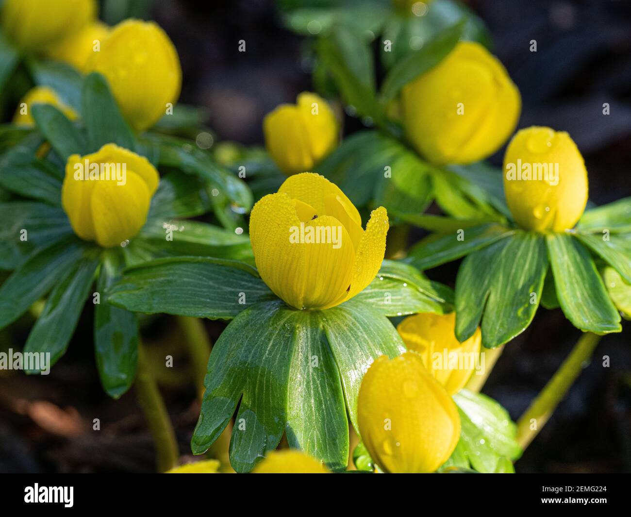 A close up of the yellow cup like flowers of the winter aconite -Eranthus hyemalis with droplets of dew Stock Photo