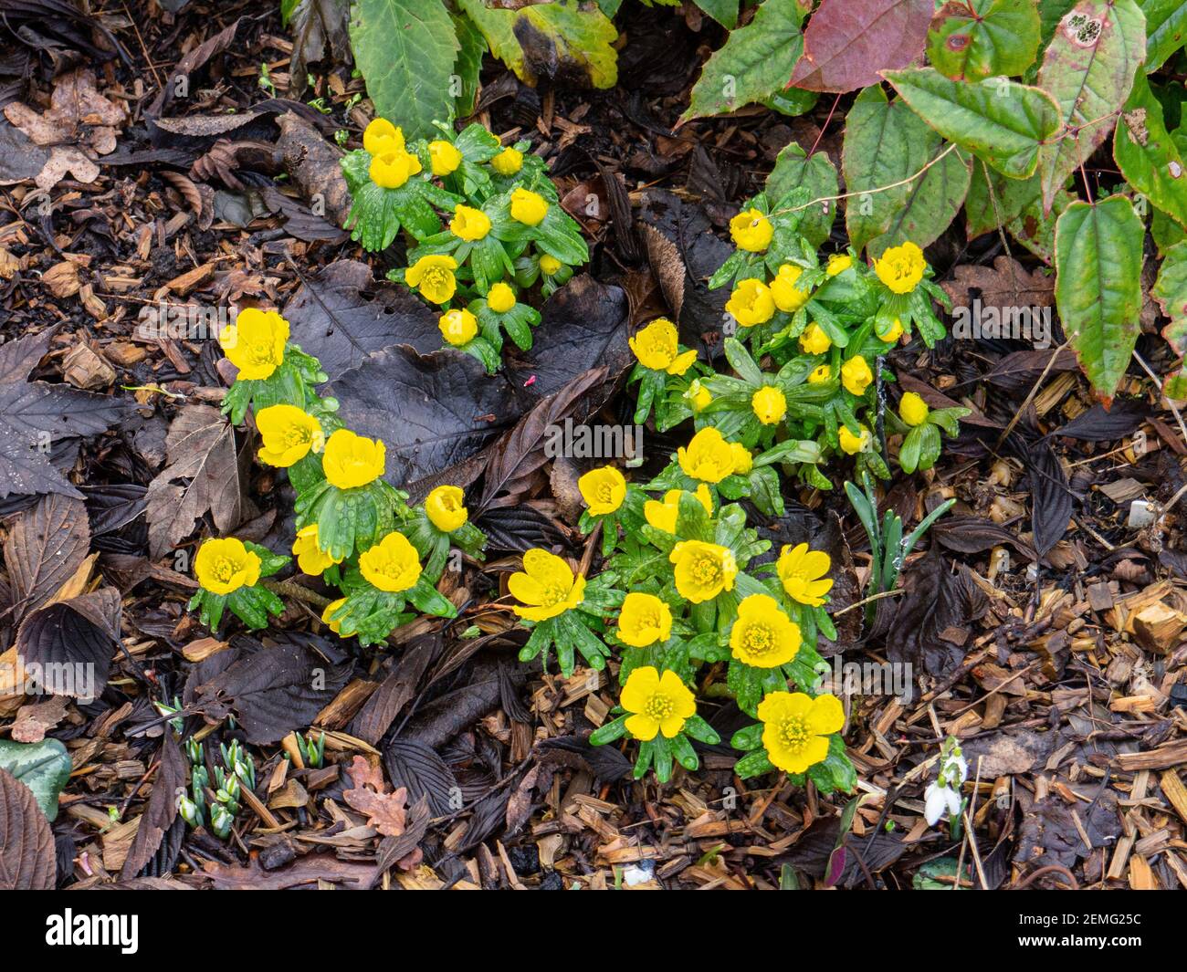 Small clumps of winter aconite Eranthus hyemalis flowering in a woodland bed Stock Photo