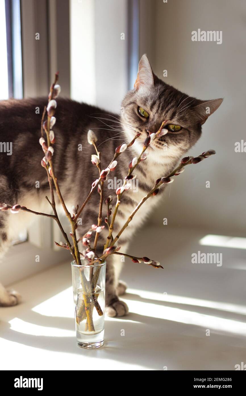 Gray tabby cat with green eyes sitting on the windowsill and smelling the first branches of pussy willow. Spring is coming. High quality photo Stock Photo