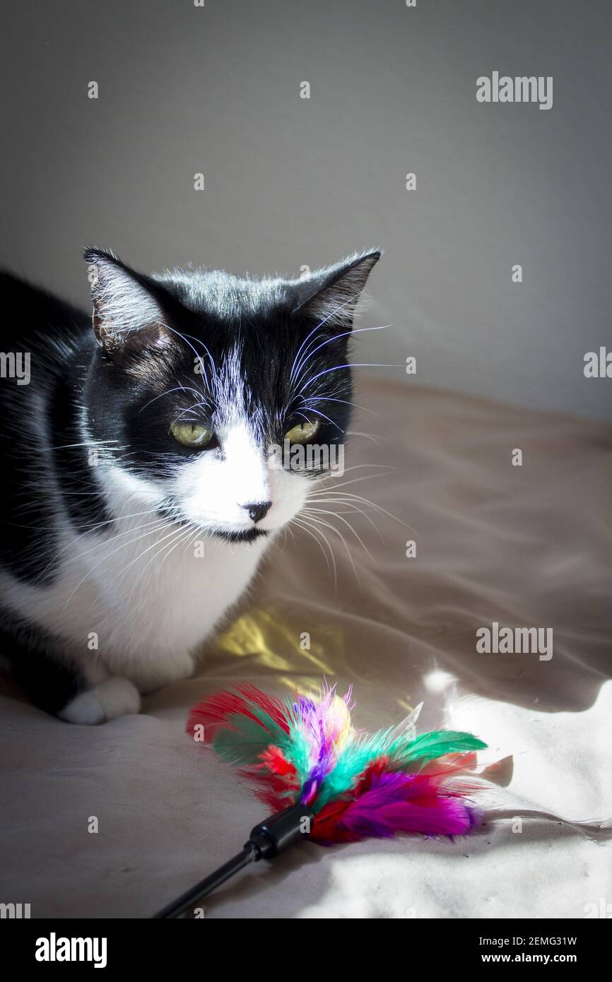 Black and white cat playing with colored cat duster. No people Stock