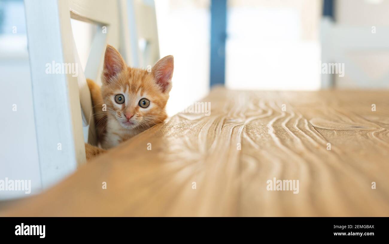 Cute little ginger kitten standing by table at home Stock Photo