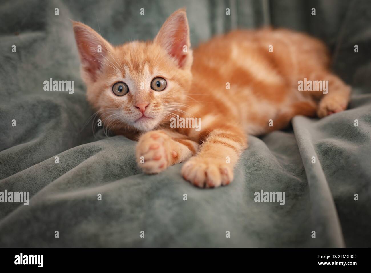 Cute little ginger kitten lying on a blanket at home Stock Photo - Alamy
