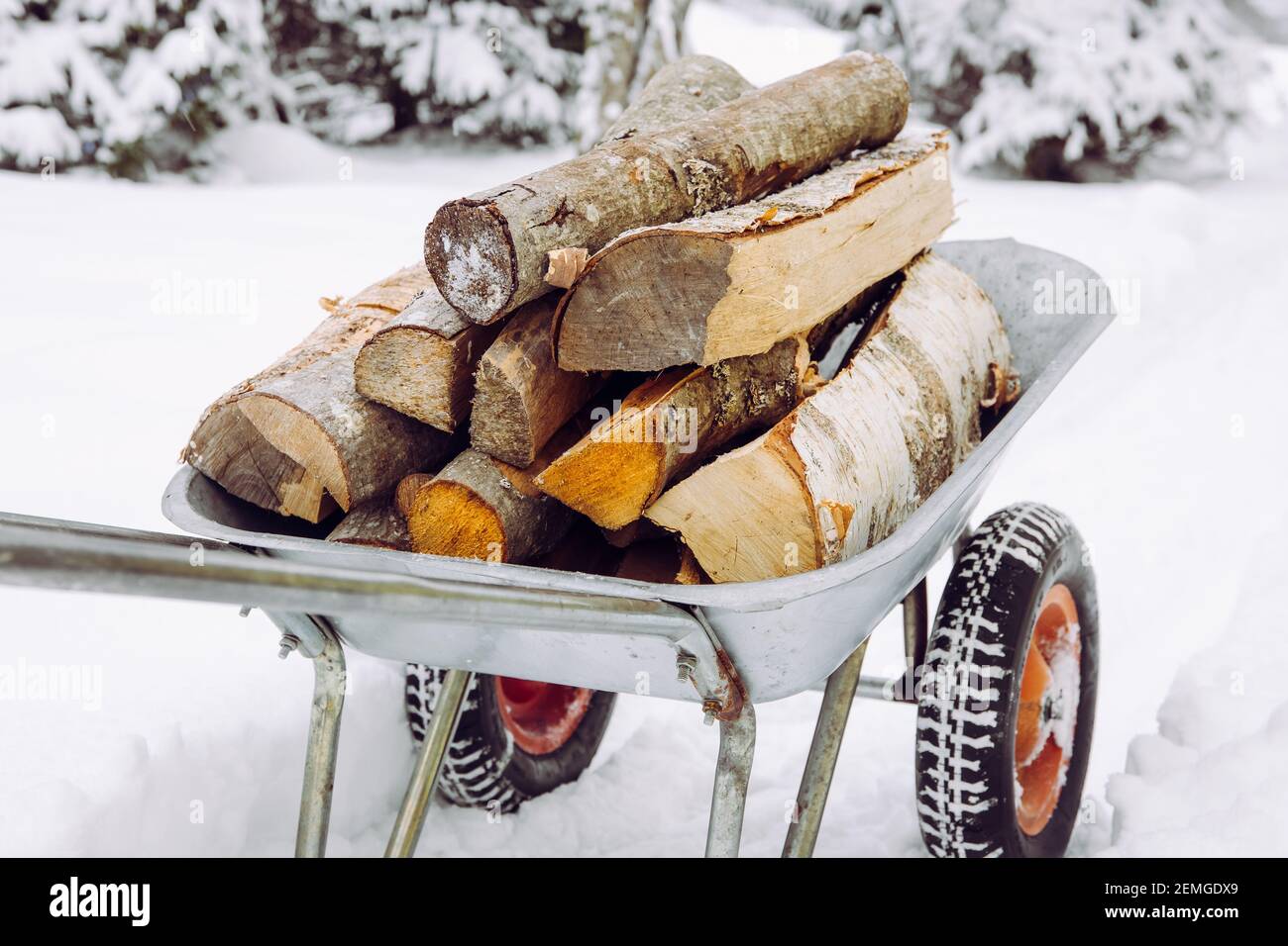 Using wheelbarrow to bring chopped dry firewood to home house in the winter. Snowy on background. Stock Photo