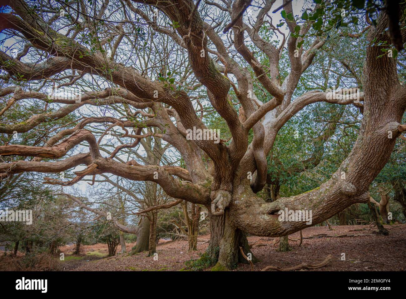 Ancient Oak, New Forest Stock Photo - Alamy
