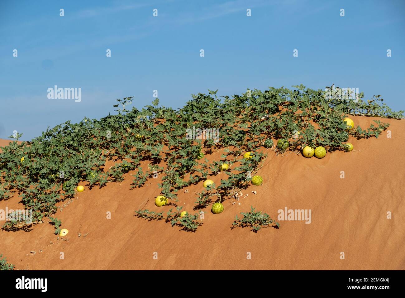 Oman food insect hi-res stock photography and images - Alamy