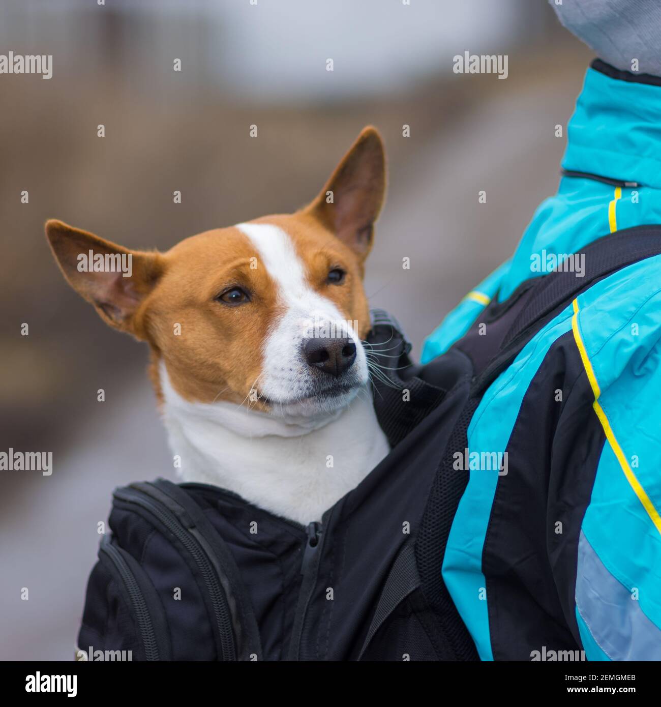 Portrait of satisfied Basenji dog while sitting inside of comfortable master backpack when walk on a dirty street Stock Photo