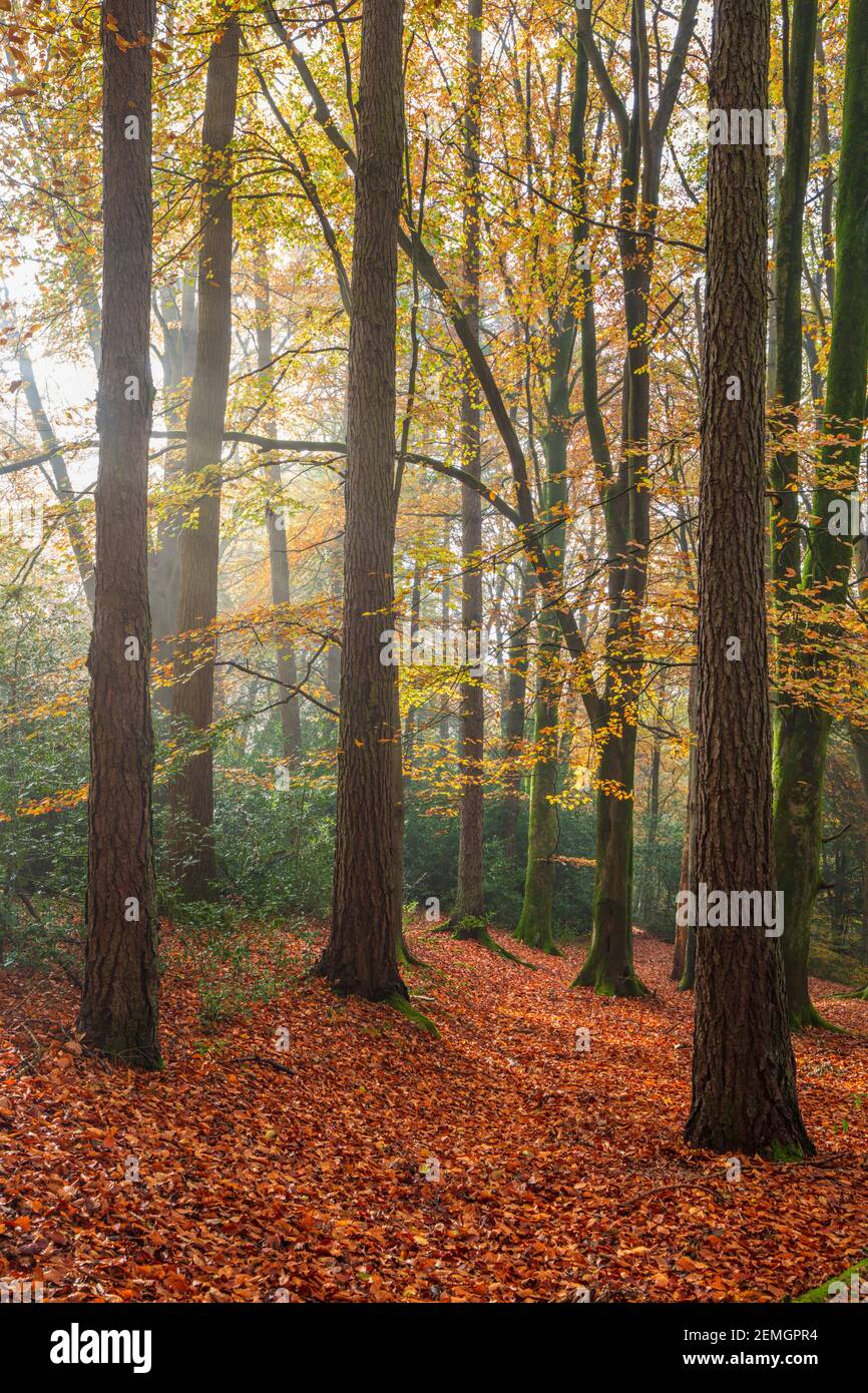 Walks autumn uk forest hi-res stock photography and images - Alamy