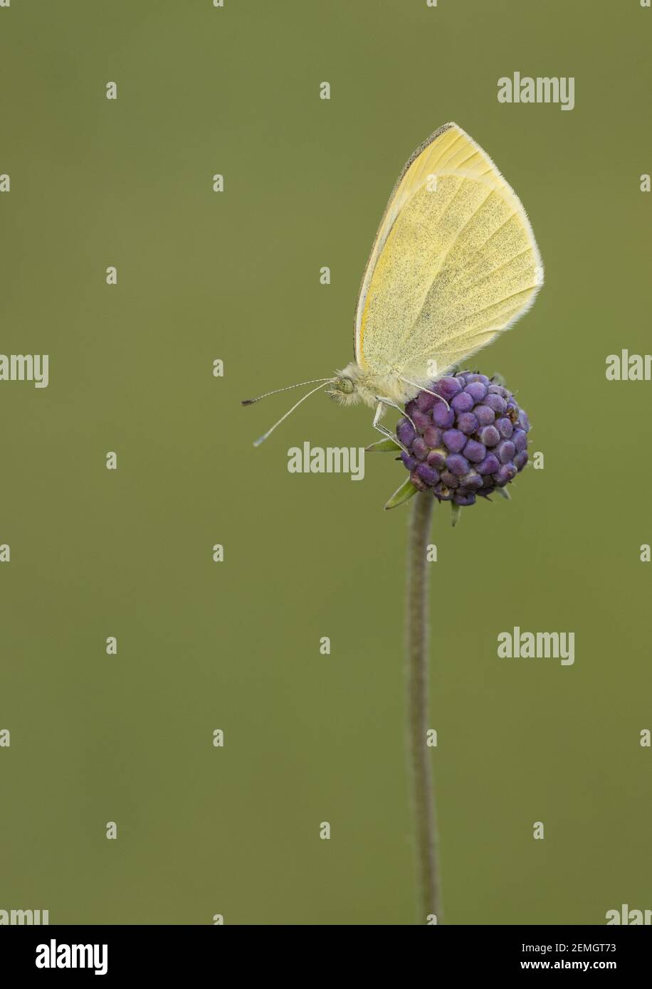 A small white butterfly (Pieris rapae) roosting on a devils bit scabius seedhead, taken on Cleeve Hill, Cheltenham. Stock Photo