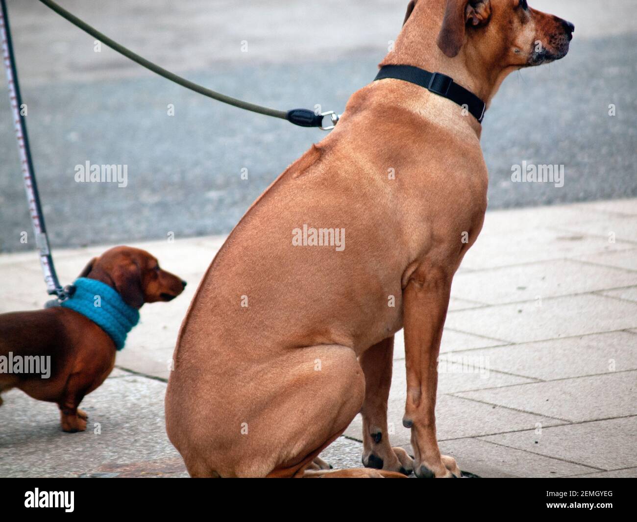 A Big Dog Sits Alongside A Small Dog In Brighton Stock Photo Alamy