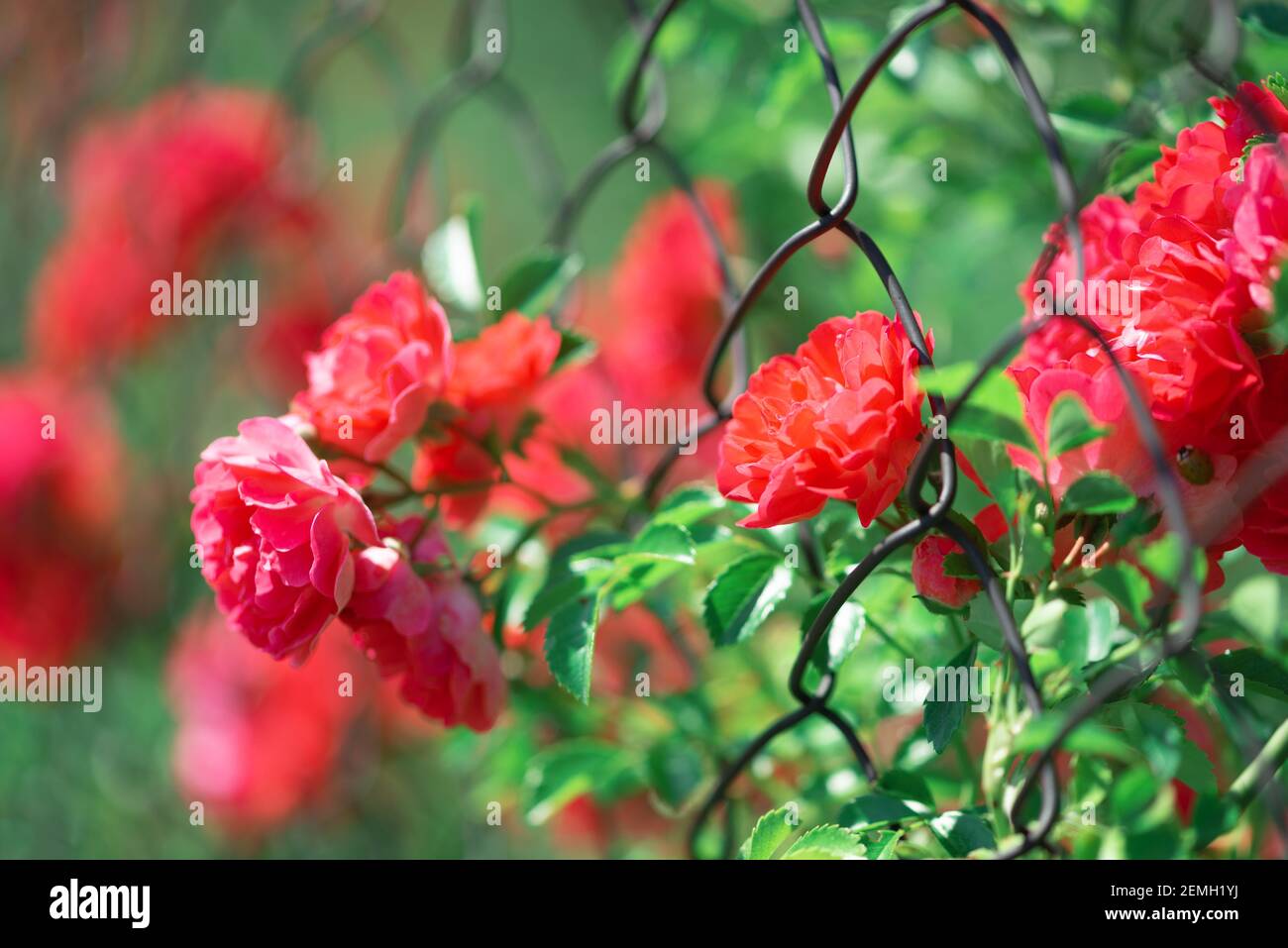 Full bloom of pink climbing roses background. Soft focus Stock Photo ...