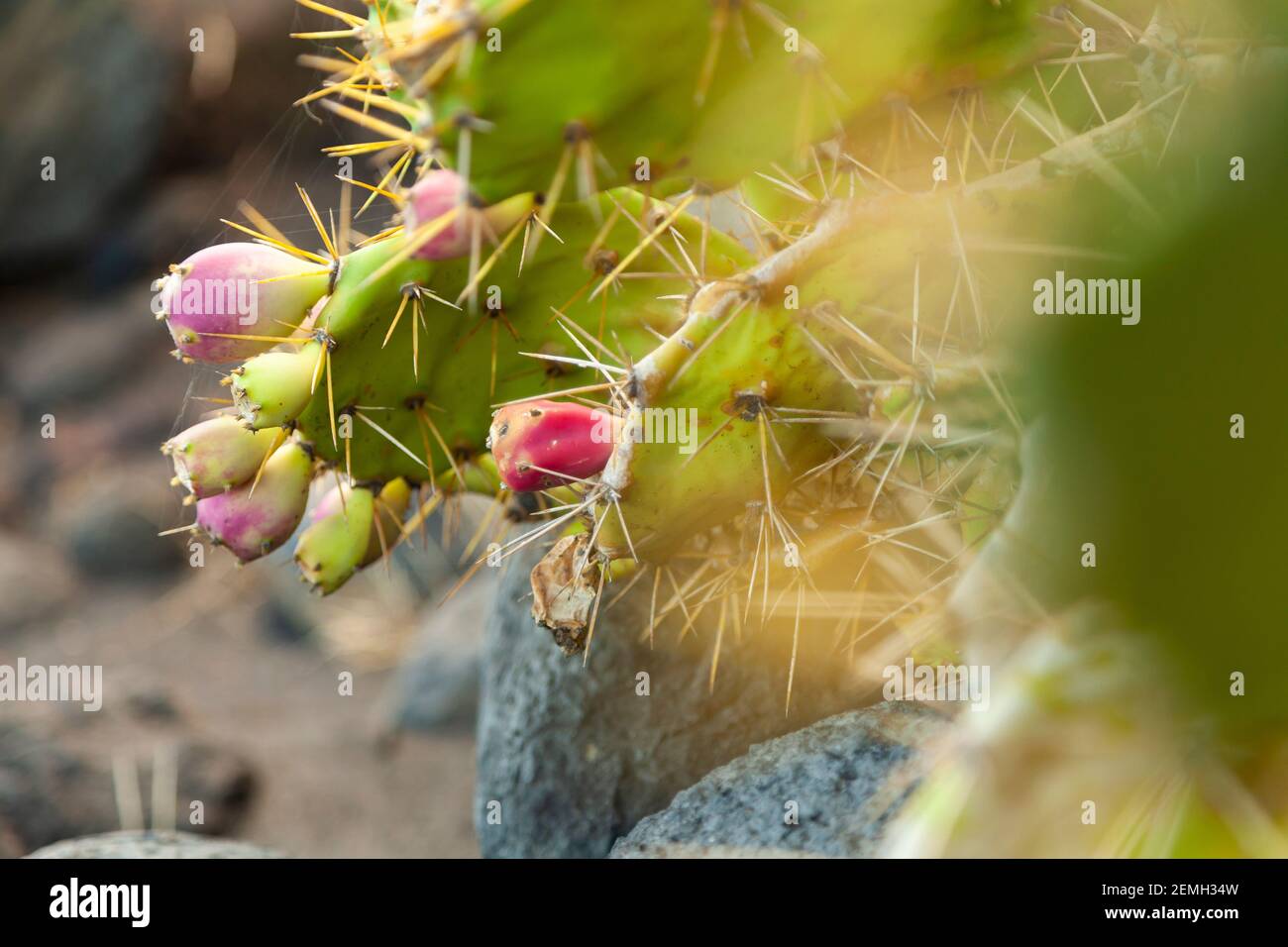 Specimen of Opuntia littoralis on the beach of Nogales, on the island of La Palma, Canary Islands, Spain. Is a species of prickly pear cactus, covered Stock Photo