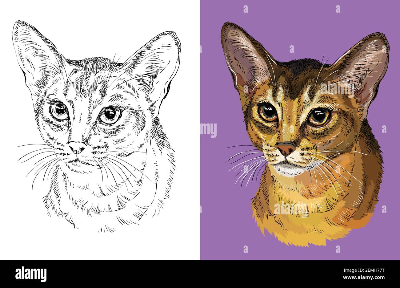 Раскраска коты абиссинская кошка