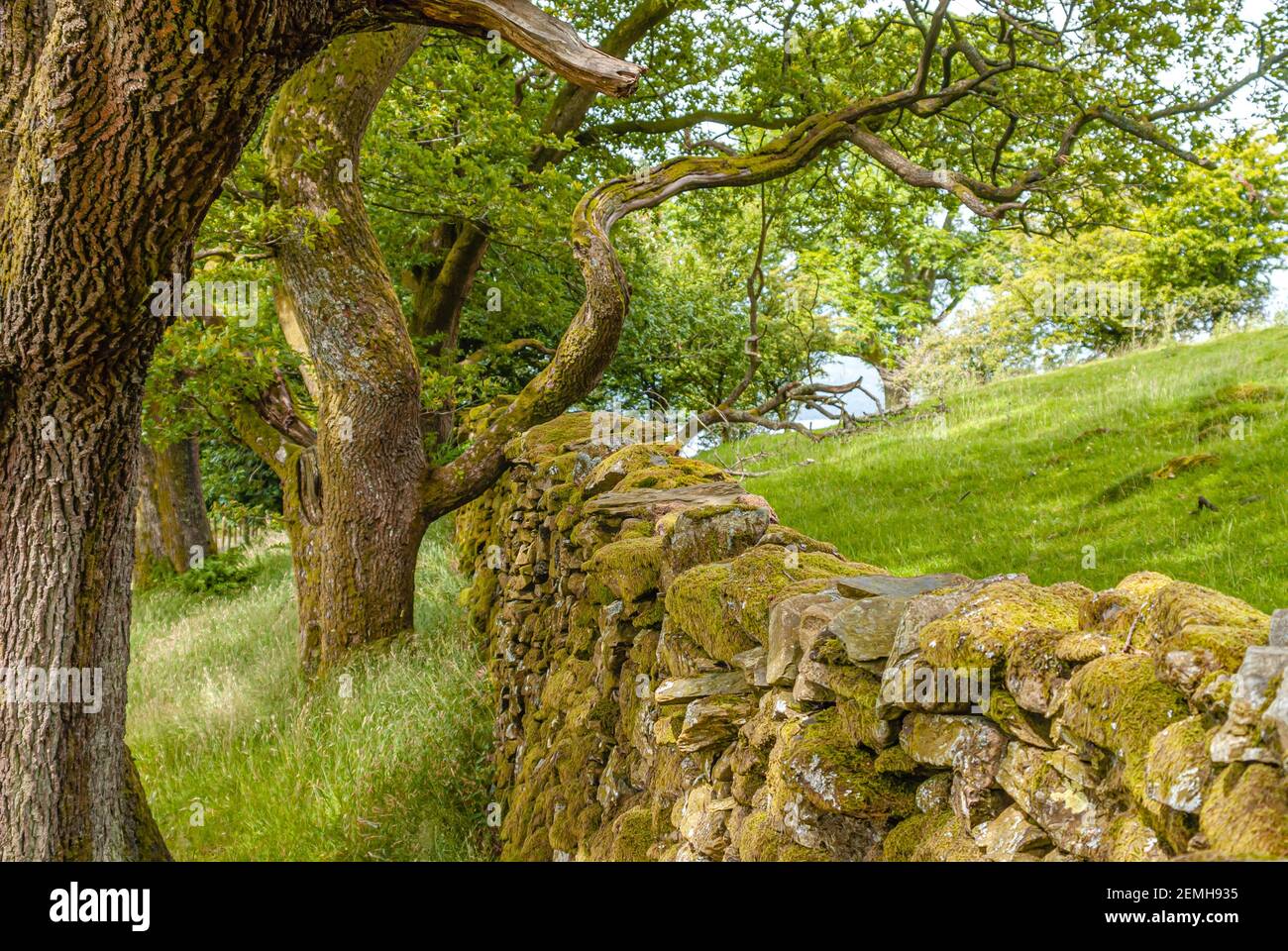 Dry stone wall in a ancient oak forest at the Lake District National Park, Cumbria, England, UK Stock Photo