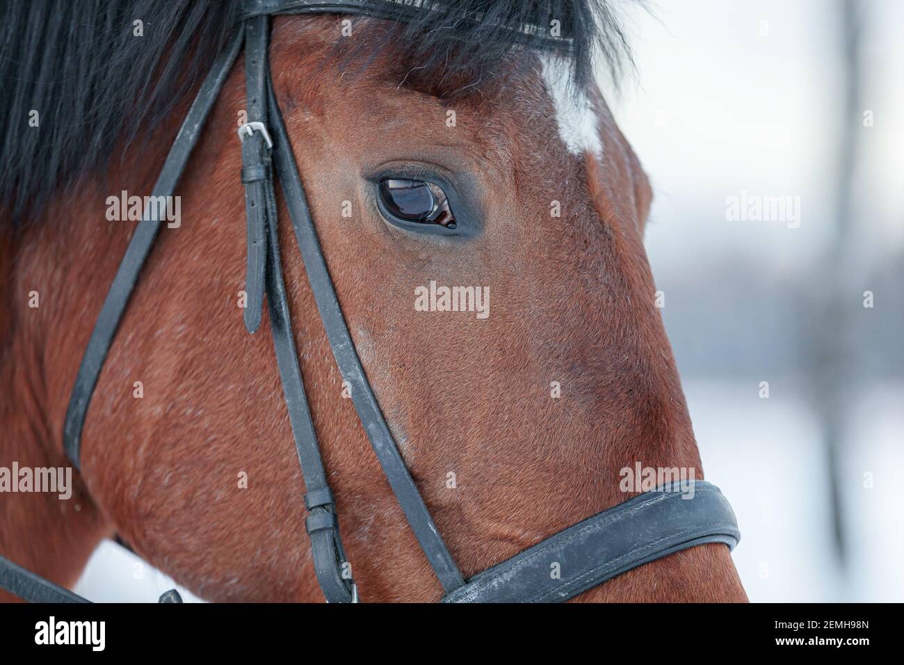 Close up portrait of a horse in winter at sunset. Brown color. Steam from the mare's nostrils Stock Photo