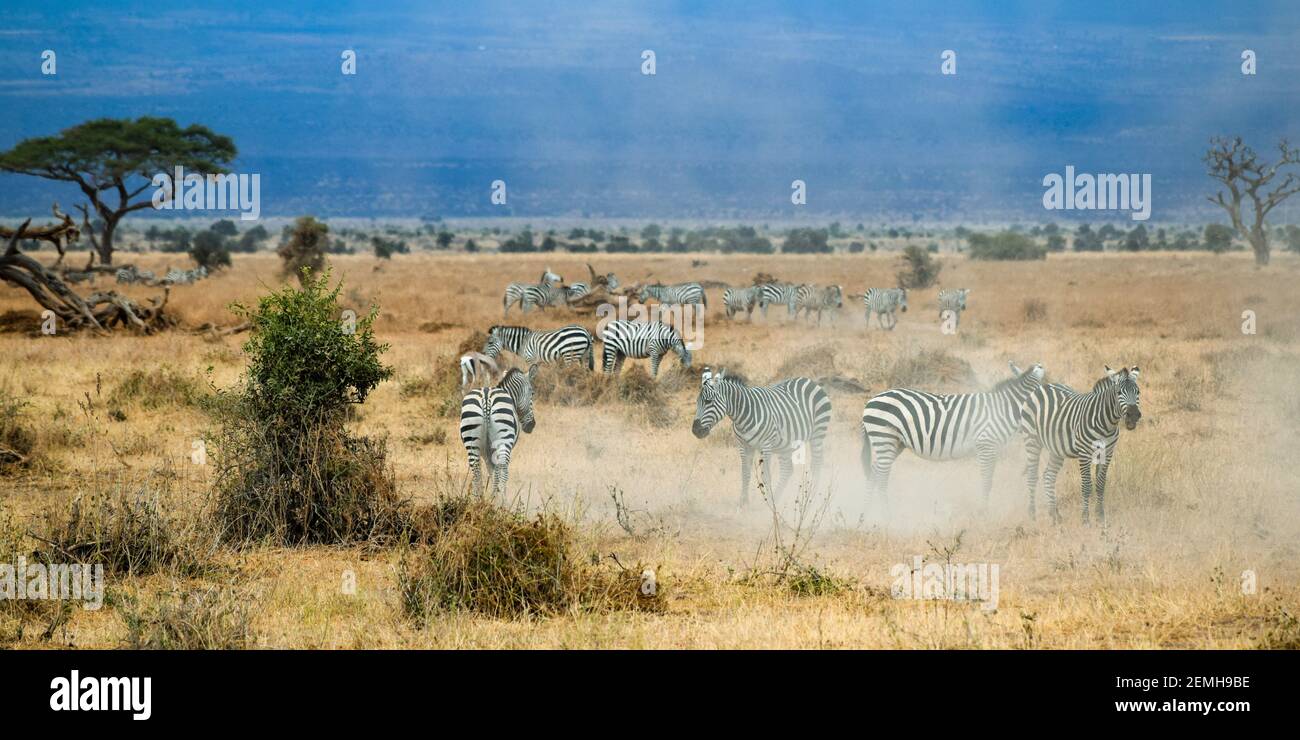 Animaux sauvages afrique hi-res stock photography and images - Alamy