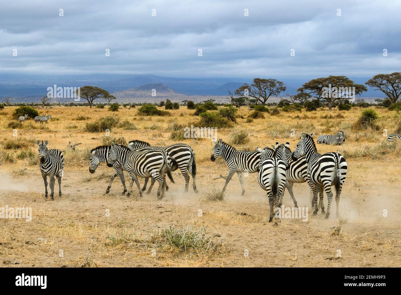 Animaux sauvages afrique hi-res stock photography and images - Alamy