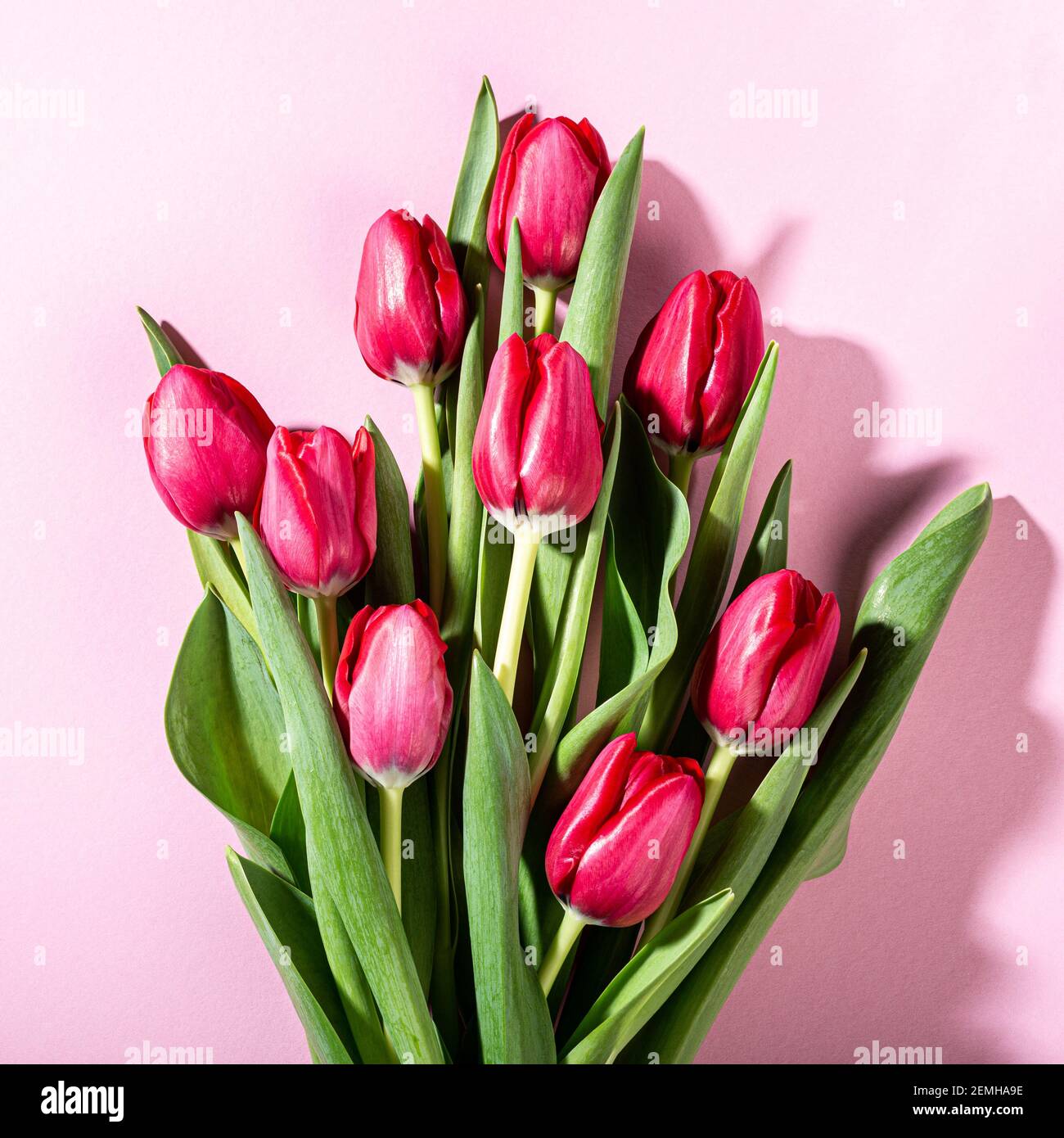Pink tulips over pink background Stock Photo