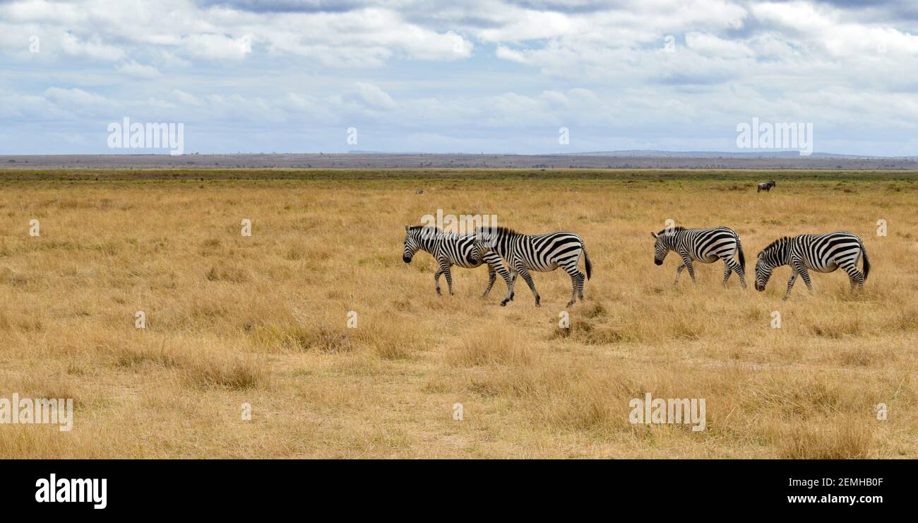 Animaux sauvages afrique hi-res stock photography and images - Alamy