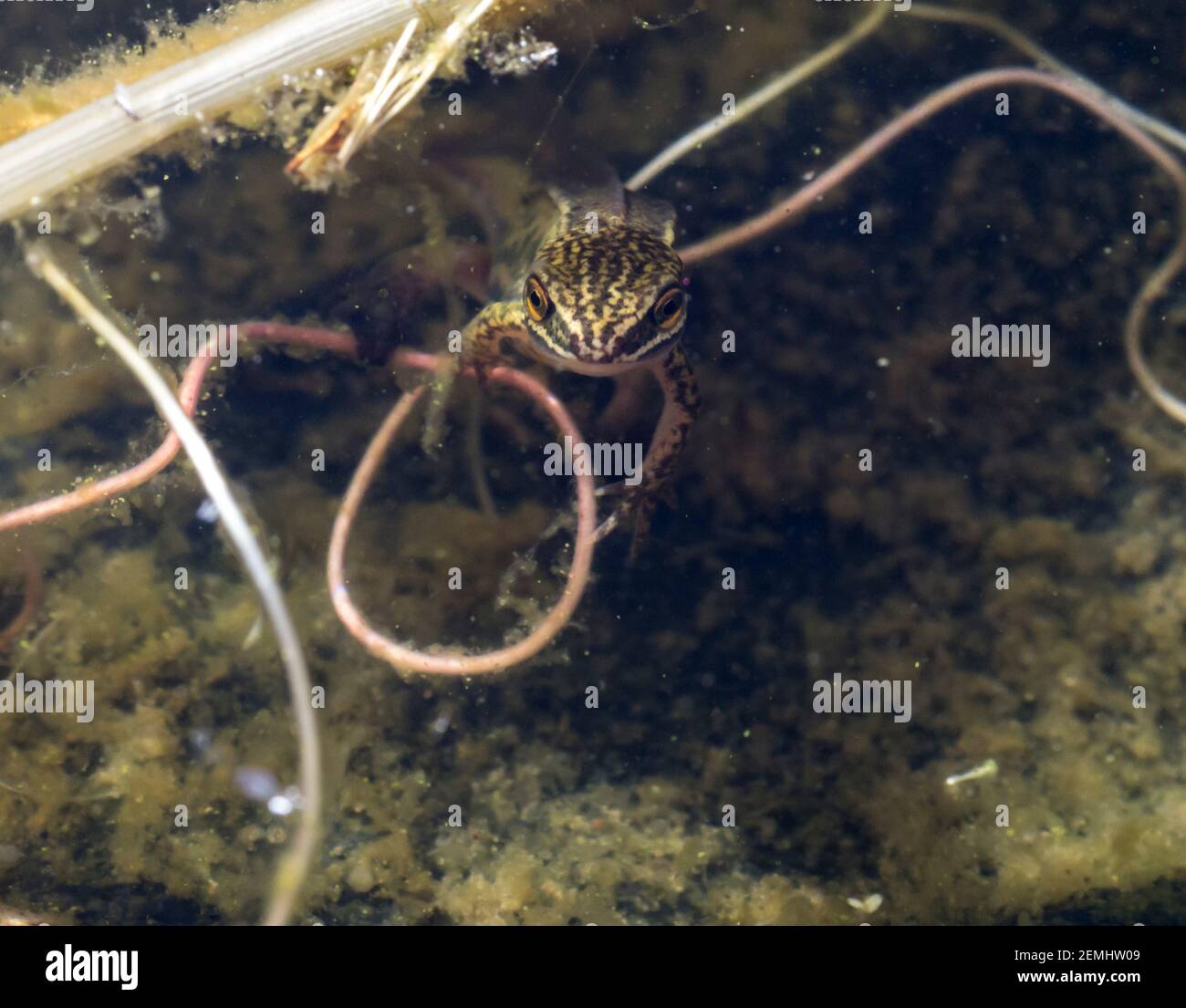 A palmate newt (Lissotriton helveticus) comes to the surface of a weedy garden pond (England, UK