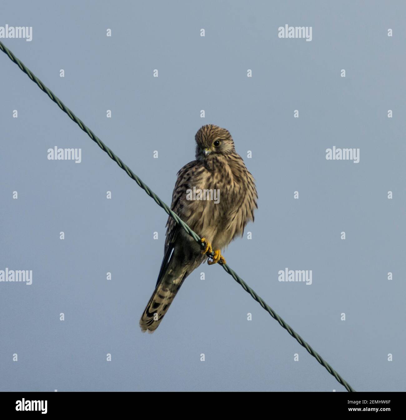 Female kestrel (Falco tinnunculus) perching on a wire against a plain blue sky (England, UK) Stock Photo