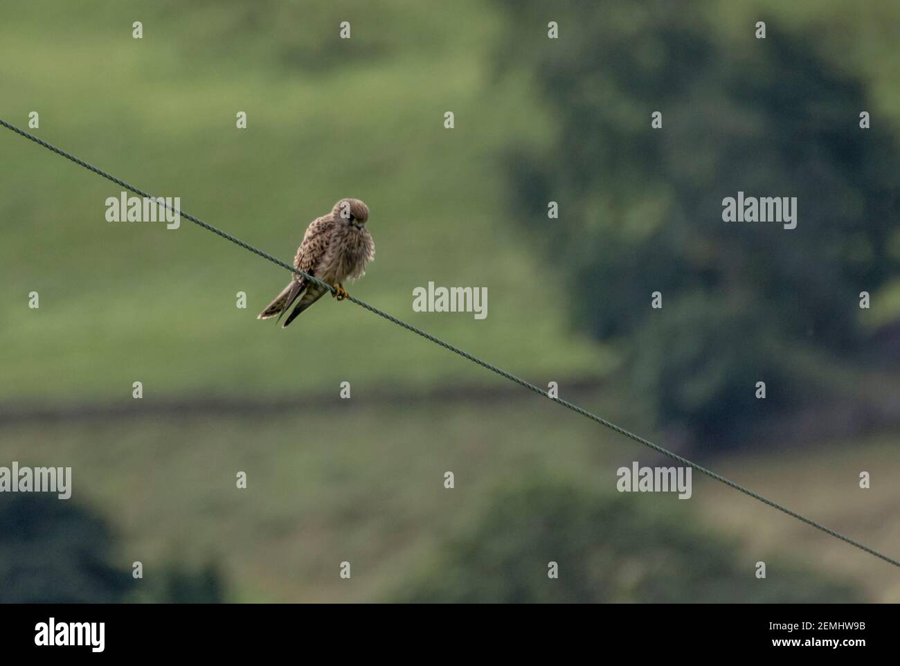 Female kestrel (Falco tinnunculus) perching on a wire, against a background of trees and fields (England, UK) Stock Photo