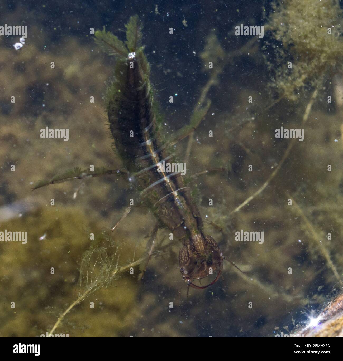 Larva of the Great Diving Beetle (Dytiscus marginalis) in a weedy pond (England, UK) Stock Photo