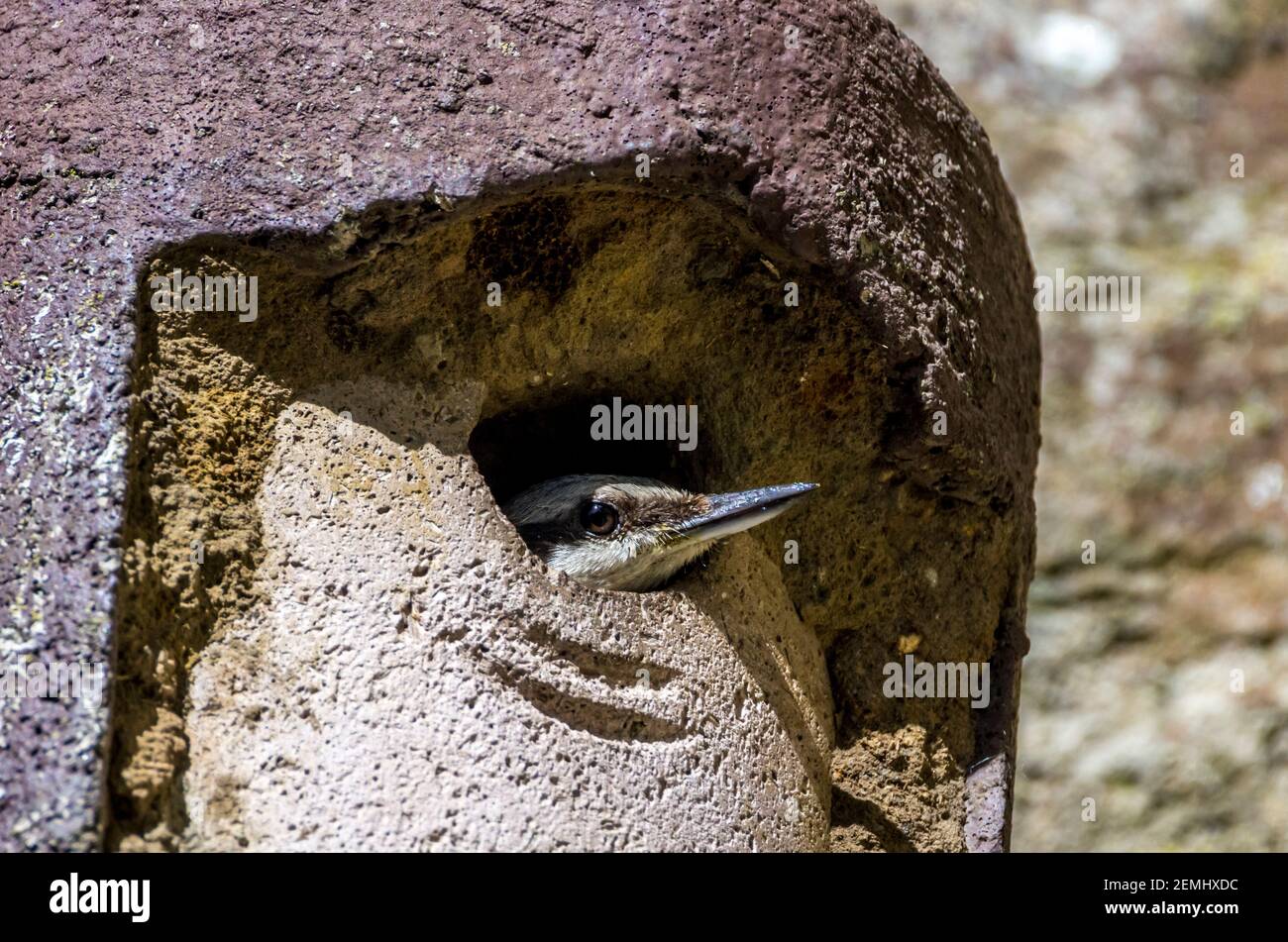 A nuthatch (Sitta europaea) pokes its head out of a nestbox (England, UK) Stock Photo